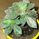 Echeveria pulvinata Ліст