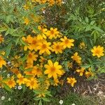 Tagetes lemmoniiFlower