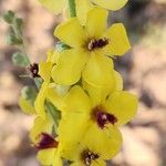 Verbascum cheiranthifolium Flors