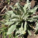 Silene banksia पत्ता