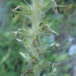 Campanula spicata Fruit