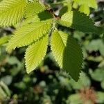 Ulmus minorBlad