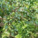 Strychnos spinosa 葉