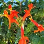 Tecoma capensis Blomst