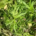 Geranium dissectum 葉