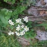Saxifraga hostii Fula