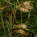 Gentiana pneumonantheФрукт