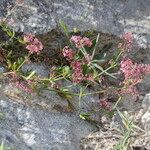 Galium rubrum Habitatea