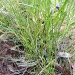 Dianella caerulea Hábitos