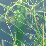 Alisma plantago-aquatica ᱮᱴᱟᱜ