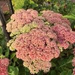 Hylotelephium spectabile Flor