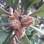 Pittosporum echinatum Fruit