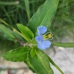 Commelina erectaFleur