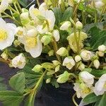 Helleborus niger Агульны выгляд