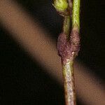 Utricularia minor Fleur
