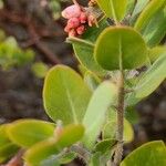 Arctostaphylos columbiana ᱥᱟᱠᱟᱢ