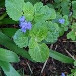 Ageratum conyzoides 叶