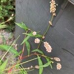 Persicaria maculosaЦветок