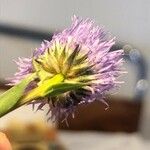 Globularia vulgaris Flower