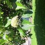 Cornus sericea Květ