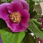 Paeonia officinalisЦветок