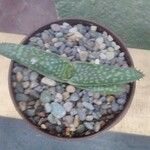 Aloe buhrii List