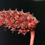 Bulbophyllum atrorubens Плід