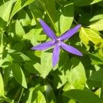 Vinca herbacea Folha