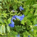 Salvia patensCvet