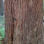 Tilia tomentosa Bark