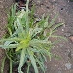 Linaria vulgaris Kvet