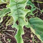 Solanum coagulans Folha