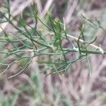 Foeniculum vulgare葉