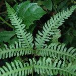 Pteris linearis Leaf