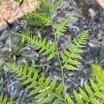 Pteridium caudatum Lehti