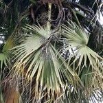 Livistona chinensis Folha