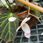 Begonia chloroneura Цвят