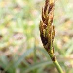 Carex uncinioides 花