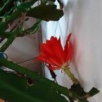 Disocactus ackermannii 花