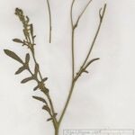 Volutaria tubuliflora موطن