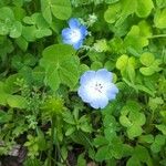 Nemophila phacelioides Цвят