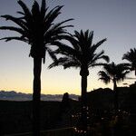 Phoenix canariensis Hábito