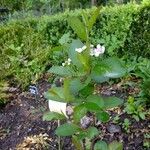 Aronia x prunifolia 整株植物