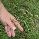 Urochloa trichopus Flower