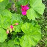 Pelargonium zonale Blad