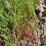 Plantago crassifolia Hoja
