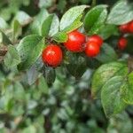 Cotoneaster horizontalisFruchs