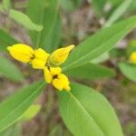 Baptisia lanceolata