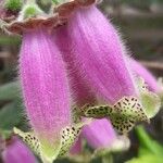Kohleria warszewiczii Flor
