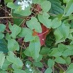 Fallopia baldschuanica Leaf